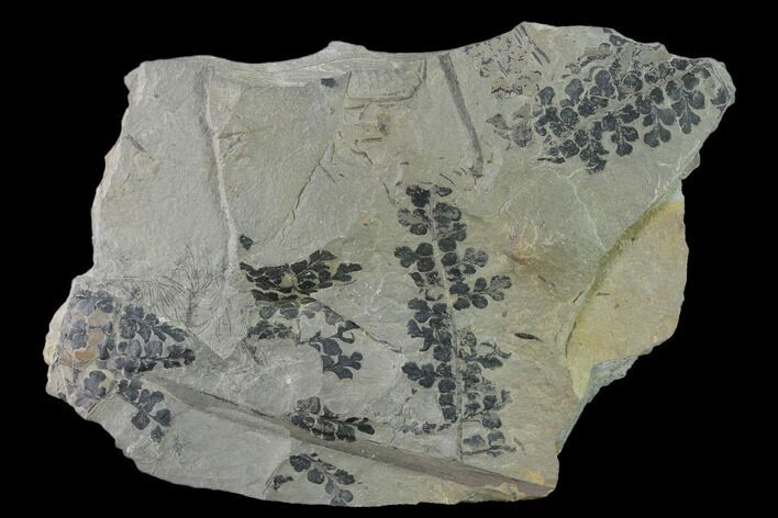 Pennsylvanian Fossil Fern (Sphenopteris) Plate - Kentucky #137743